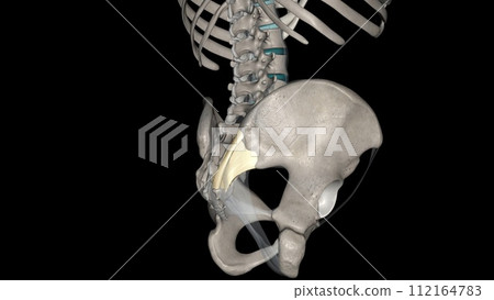 The posterior sacroiliac ligament is a compound ligament composed of three distinct bands The posterior sacroiliac ligament is a compound ligament composed of three distinct bands 112164783