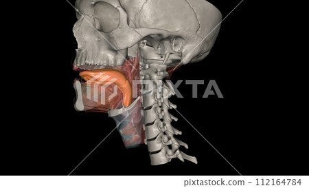The tongue is a muscular organ in the mouth The tongue is a muscular organ in the mouth 112164784