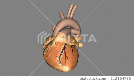 The heart is a muscular organ in most animals. This organ pumps blood through the blood vessels of the circulatory system The heart is a muscular organ in most animals. This organ pumps blood through the blood vessels of the circulatory system 112164786