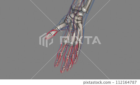Proper palmar digital arteries Proper palmar digital arteries 112164787