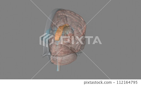 The corpus callosum is a large bundle 112164795