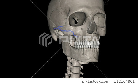 The transverse facial artery is an artery that branches from the superficial temporal artery and runs across the face 112164801