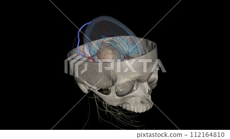 Superior anastomotic vein of trolard Superior anastomotic vein of trolard 112164810