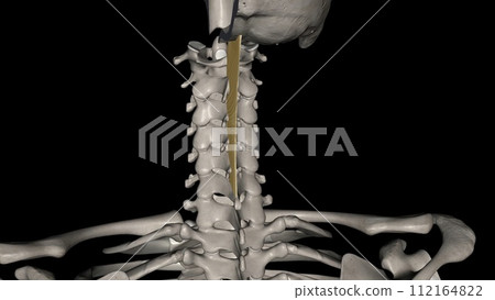 The nuchal ligament is a ligament at the back of the neck that is continuous with the supraspinous ligament The nuchal ligament is a ligament at the back of the neck that is continuous with the supraspinous ligament 112164822