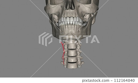 The superior thyroid artery is the first branch of the external carotid artery that supplies the thyroid gland 112164840