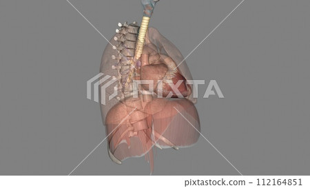 Trachea, in vertebrates and invertebrates, a tube or system of tubes that carries air Trachea, in vertebrates and invertebrates, a tube or system of tubes that carries air 112164851