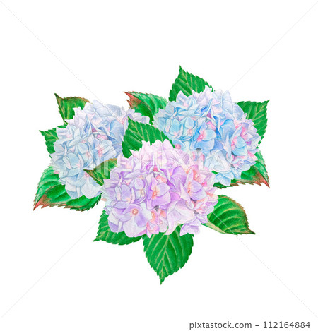 Watercolor drawing. Delicate bouquet, composition with garden flowers. Blue, sky blue and lilac hydrangeas, green hydrangea leaves. Isolated on white background clipart 112164884