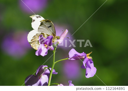 Persimmon butterfly (female) perching on purple flowers Persimmon butterfly (female) perching on purple flowers 112164891