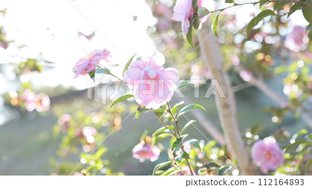 Camellia (pink) Camellia (pink) 112164893