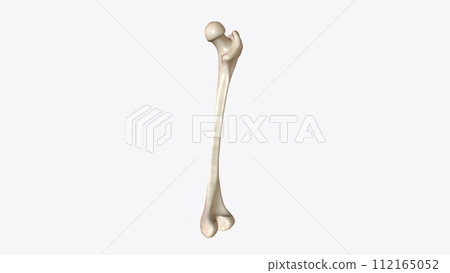 The periosteum is a membrane that covers the outer surface of all bones, except at the articular surfaces The periosteum is a membrane that covers the outer surface of all bones, except at the articular surfaces 112165052