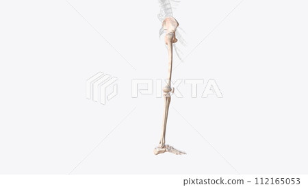 Bones of right Iower limb Bones of right Iower limb 112165053