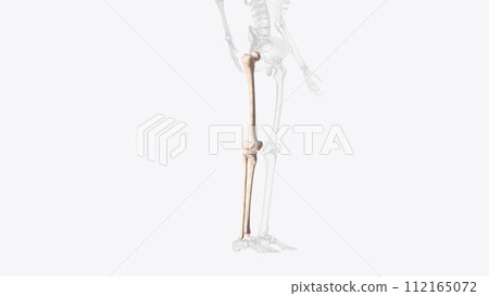 Bones of right thigh and leg Bones of right thigh and leg 112165072