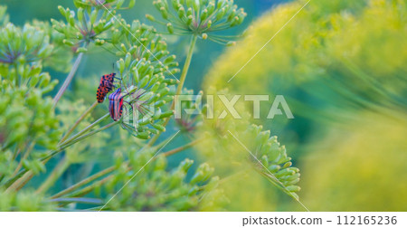 Couple striped colored red bug on the plant. Red bugs on a green branch of dill Graphosoma italicum, red and black striped stink bug, Pentatomidae. Couple striped colored red bug on the plant. Red bugs on a green branch of dill Graphosoma italicum, red and black striped stink bug, Pentatomidae. 112165236