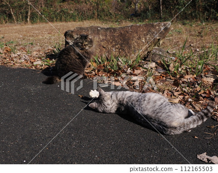 一隻肚子飽、一臉滿足的貓 一隻肚子飽、一臉滿足的貓 112165503