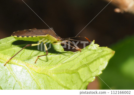 Kibara helicopter bug 112166002