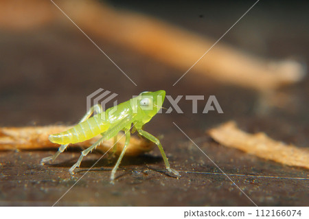 Larvae of Pinus thunbergii Larvae of Pinus thunbergii 112166074