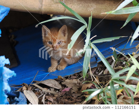 Cute kitten with curly hair Cute kitten with curly hair 112166151