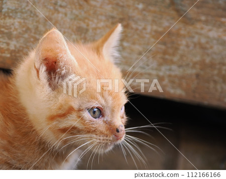 可愛的捲髮小貓 可愛的捲髮小貓 112166166