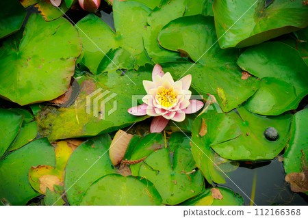 closeup of water lily in pond. garden white pink flowers closeup of water lily in pond. garden white pink flowers 112166368