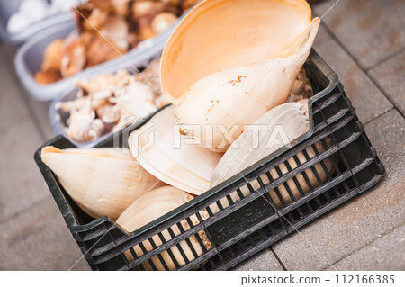 Detailed close up of shells Detailed close up of shells 112166385