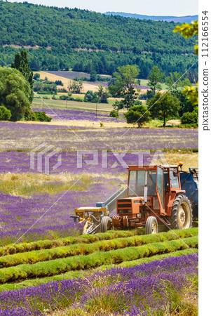 Tractor working on lavender field. Harvest time Tractor working on lavender field. Harvest time 112166554