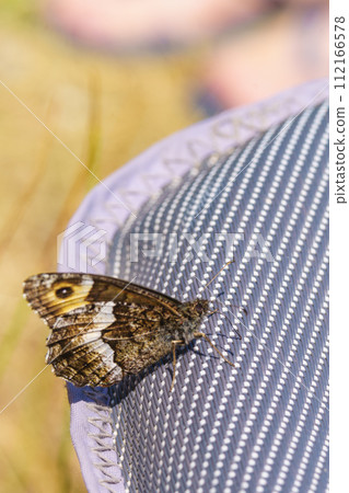 Brown butterfly. Nature in Mont Ventoux, France 112166578