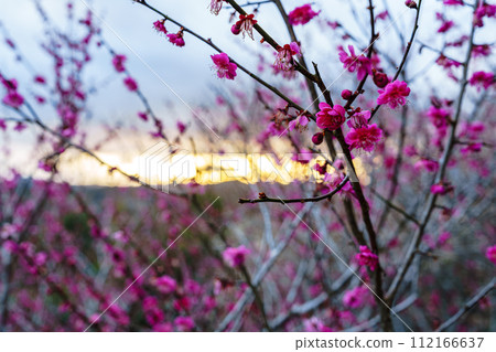 早春月瀨梅谷的夜景,梅花盛開,夕陽西下,紅梅從雲層中探出頭來。 早春月瀨梅谷的夜景,梅花盛開,夕陽西下,紅梅從雲層中探出頭來。 112166637