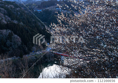 Evening view of Tsukigase Plum Valley in early spring when plum blossoms are at their peak. White plum blossoms and Lake Tsukigase catch the afternoon sun. 112166656