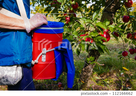 Apples in boxes after harvest Apples in boxes after harvest 112166662