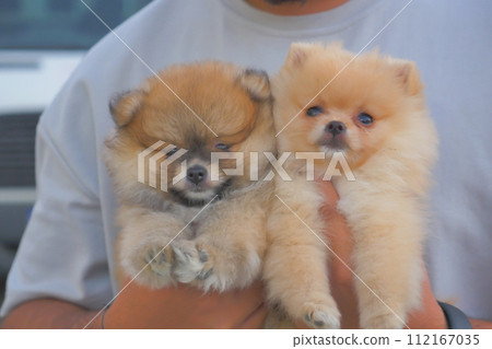 A man is holding two German Spitz Klein puppies in his hands A man is holding two German Spitz Klein puppies in his hands 112167035