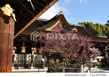 The worship hall and red plum blossoms seen from the west corridor of Kitano Tenmangu Shrine 112167094
