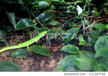 一隻蜥蜴 112167189