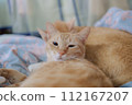 cute orange cat lazy time pet 112167207
