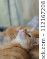 cute orange cat lazy time pet 112167208