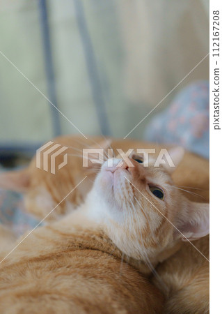 可愛 橘貓 慵懶時光 寵物 112167208