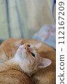 cute orange cat lazy time pet 112167209