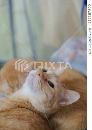 cute orange cat lazy time pet cute orange cat lazy time pet 112167209