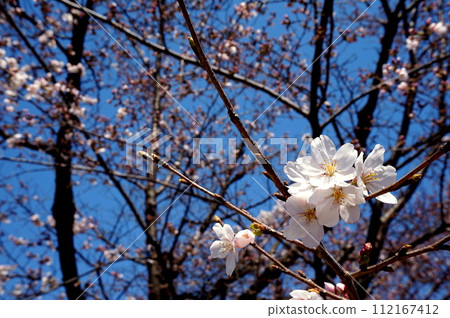 Cherry blossoms blooming in the clear sky Cherry blossoms blooming in the clear sky 112167412