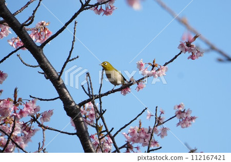 White-eye perching on a branch of Kawazu cherry blossoms White-eye perching on a branch of Kawazu cherry blossoms 112167421