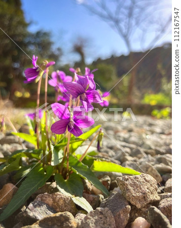 早春花園裡盛開的紫羅蘭花 112167547