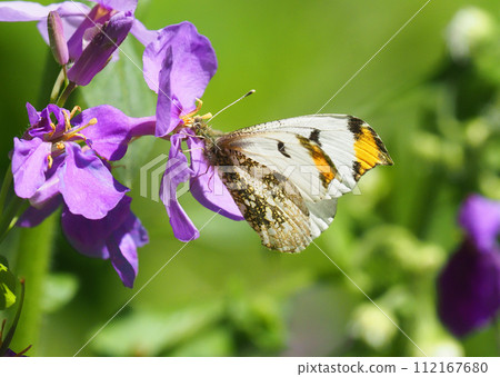 A male butterfly (male) perches on a purple flower. A male butterfly (male) perches on a purple flower. 112167680
