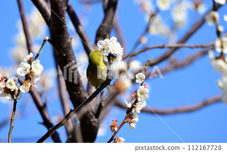 White-eye and white-eye White-eye and white-eye 112167728