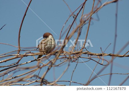一隻麻雀把翅膀停在樹枝上 112167870