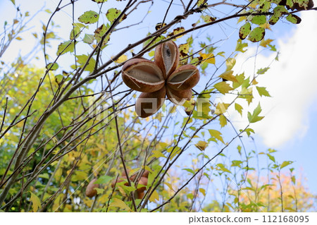 木通果實完全成熟 112168095