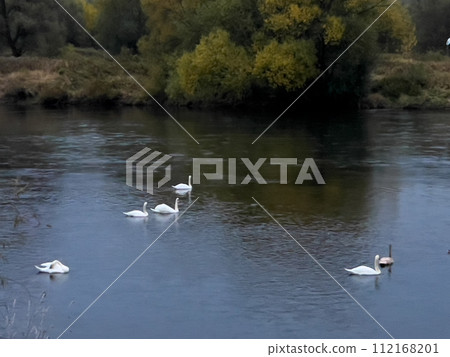 swans swimming on the river in autumn, photo as a background, digital image 112168201