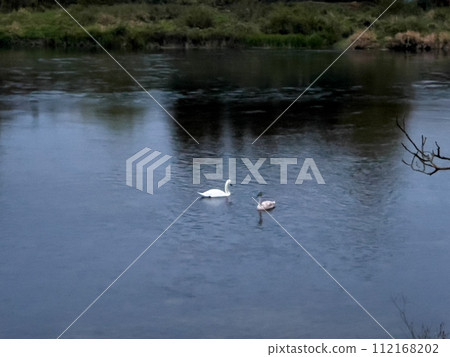 swans swimming on the river in autumn, photo as a background, digital image swans swimming on the river in autumn, photo as a background, digital image 112168202