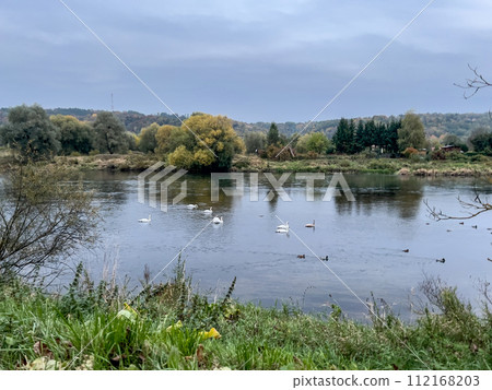 swans swimming on the river in autumn, photo as a background, digital image swans swimming on the river in autumn, photo as a background, digital image 112168203