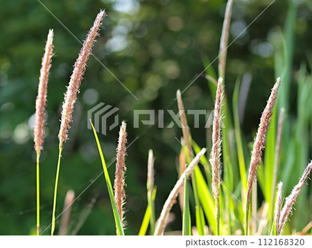 Ecological photo of Chigaya flower Ecological photo of Chigaya flower 112168320