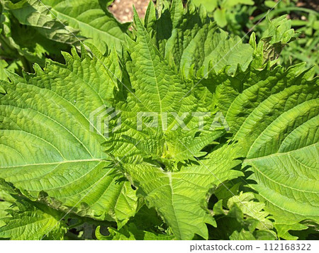 藍紫蘇生態照片 112168322