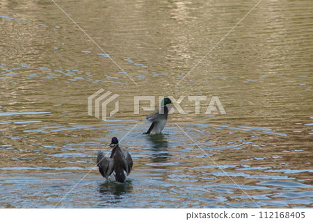 A duck resting its wings at its landing place 112168405